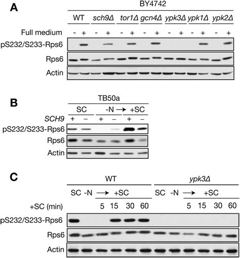 Ypk But Not Sch Is Required For Rps Phosphorylation At