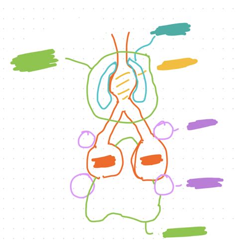 Bird Respiratory System Diagram (frontal view) Diagram | Quizlet