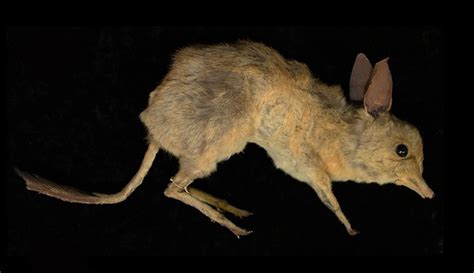 New Species Of Extinct Pig Footed Bandicoot Described From Australia