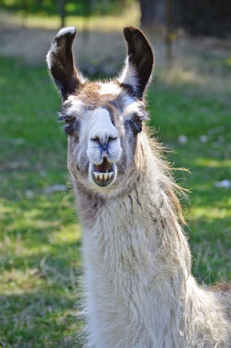 Funny face llama stock photo. Image of heads, headshots - 95088