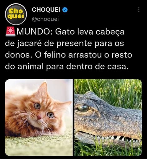 CHOQUEI choquel MUNDO Gato leva cabeça de jacaré de presente para os