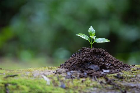 Consultoria Ambiental Para Que Serve E Qual A Importância Geonoma