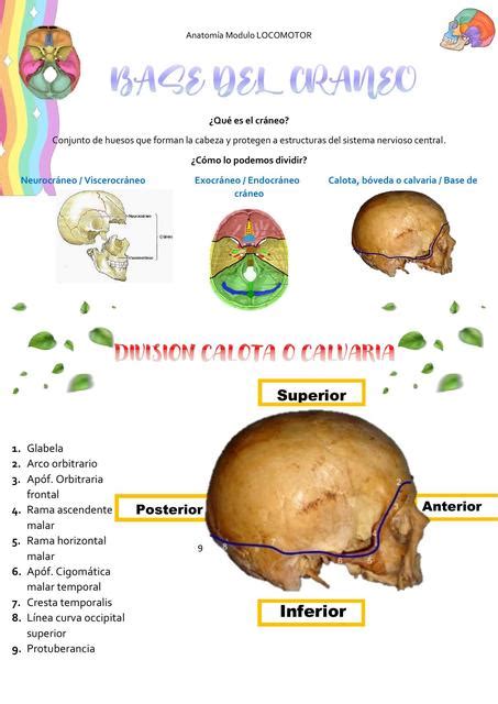 Resúmenes De Neurocráneo Descarga Apuntes De Neurocráneo