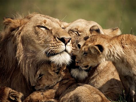 Lioness and Cubs, Kenya