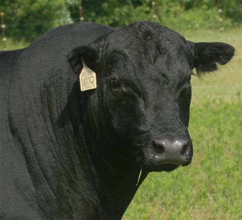 Bull Breeding Soundness Exam – Jan 22nd – 23rd | North Carolina ...