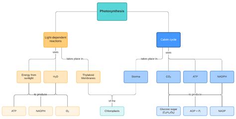 Photosynthesis Class 11 Mind Map