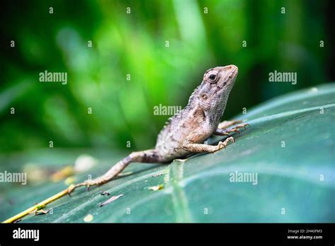 Indian Bloodsucker Common Garden Lizard Calotes Versicolor Female