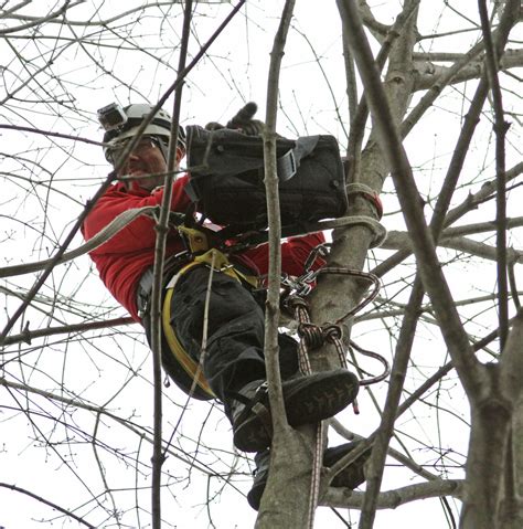 Cat in Tree Quickly Warms Up To ARL Rescue Team - Animal Rescue League of Boston