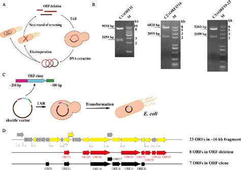 Scheme And Result Of Toxic Orfs Screening A Orf Deletion Strategy