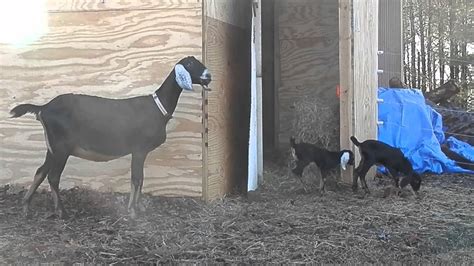 9 Day Old Nubian Goat Doe Twins Youtube