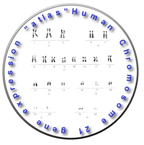 Welcome to Human Chromosome 21 gene expression "atlas"