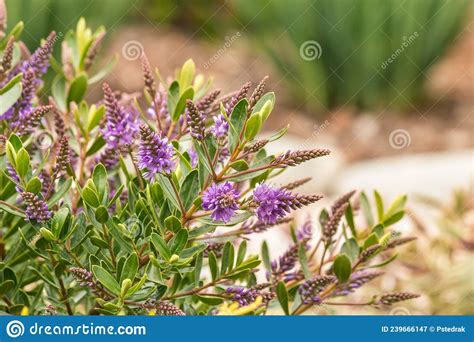 New Zealand Hebe Plant With Purple Flowers In Bloom Against Blurred