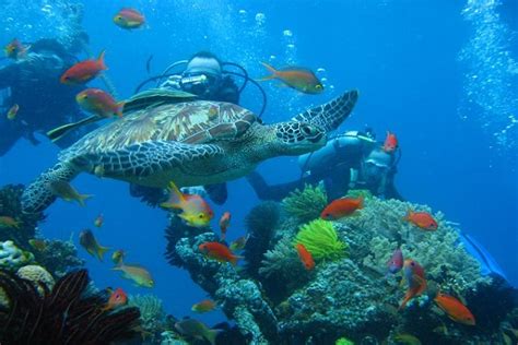 Divers Heaven Dive Site Bohol