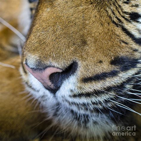 Tiger Nose Photograph by Steev Stamford