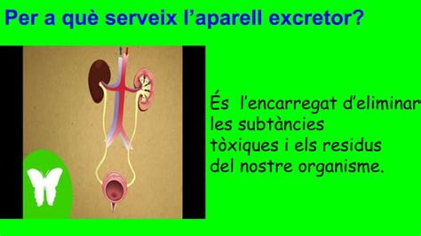 Aparell Excretor Ppt