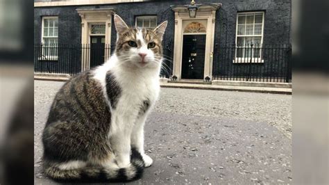 Larry El Gato Más Influyente Del Mundo Que Se Volvió Viral Al Querer