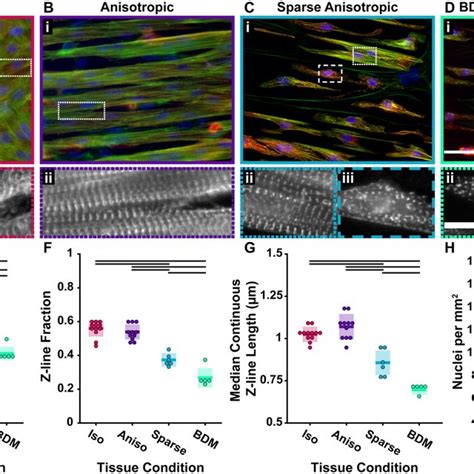 Actin Orientation Guided Segmentation Of The Actinin Skeleton A