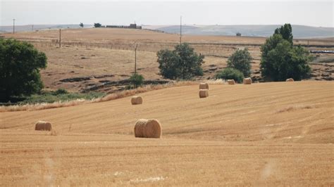 Nueva Bajada De Los Cereales En La Lonja De Zamora Agronews