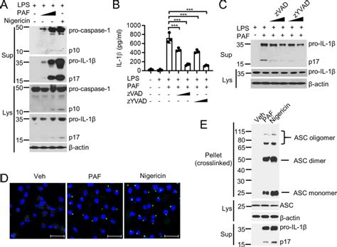 Paf Induces Caspase And Il Processing And Asc Oligomerization A