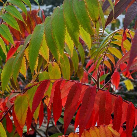 Canadian Beauties Shrubs Sheridan Nurseries Online