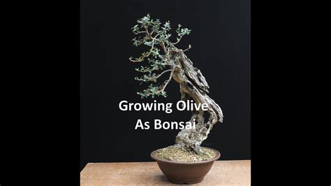 Growing Olive As Bonsai YouTube