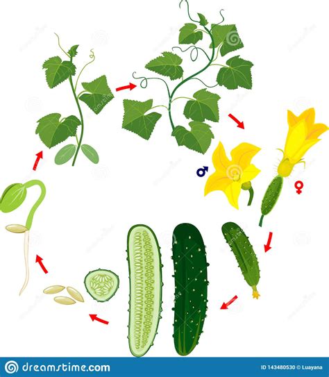 Life Cycle of Cucumber Plant. Stages of Growth from Seed and Sprout To Adult Plant and Green ...