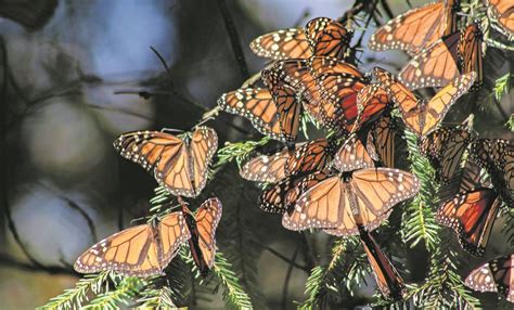 La Mariposa Monarca Migratoria Tiene Esperanza