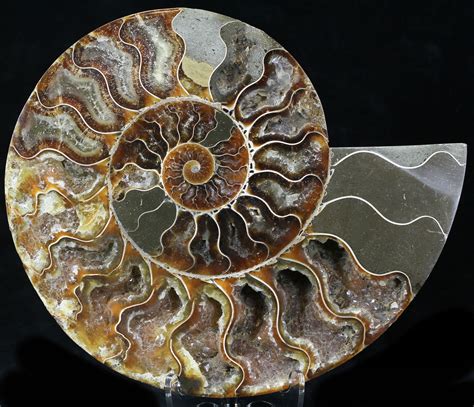 7.7" Cut Ammonite Fossil (Half) - Agatized (#32526) For Sale ...