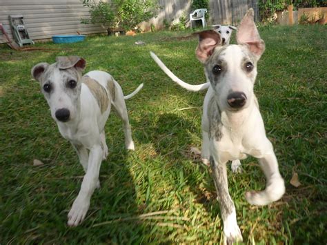 Greyhound Puppies For Sale - Pet Adoption and Sales