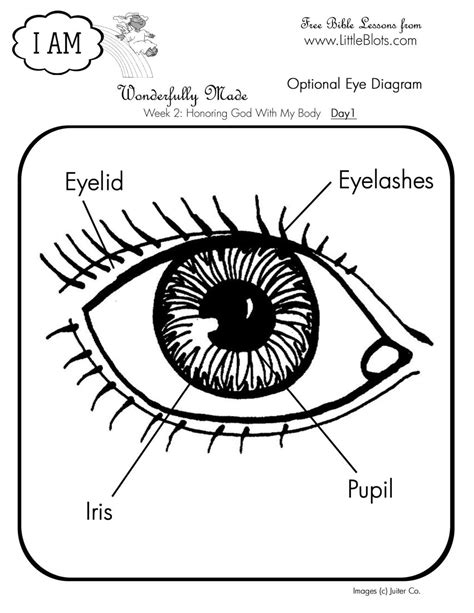 Eye Anatomy Worksheet