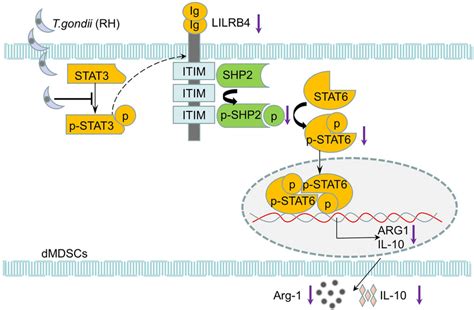 Diagrammatic Representation Of LILRB4 Downregulation Induced By T