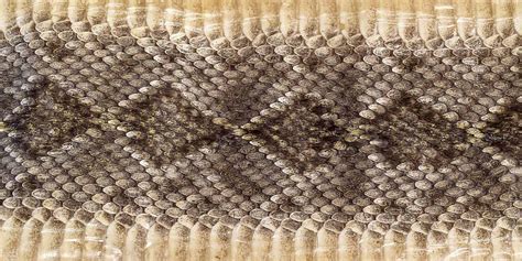 Кожа змеи текстура - фото и картинки abrakadabra.fun