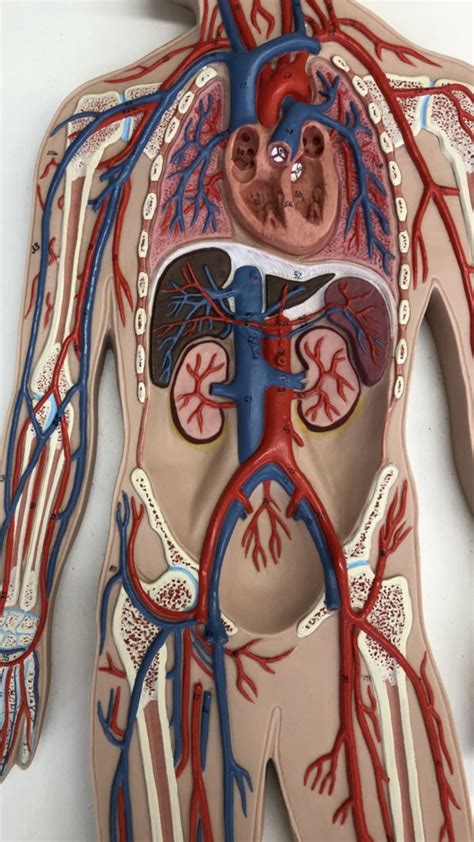 Veins And Arteries Torso Diagram Quizlet