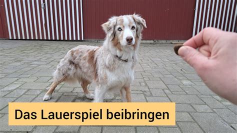 Das Lauerspiel beibringen Tolles Spiel für Hunde gern einen Reiz