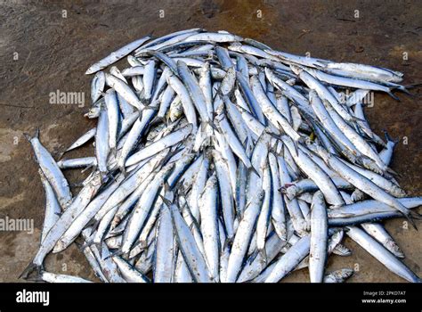 A Heap Of Freshly Caught Fishes In Kanyakumari Tamil Nadu South India