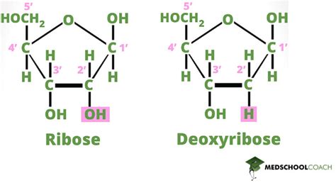 Nucleotides Mcat Biochemistry Medschoolcoach