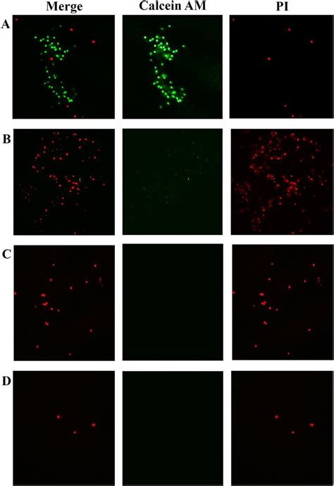 Calcein AM PI Live Dead Staining Of The Maternal Cells On The VM A