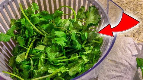 Cómo Conservar El Cilantro y Otras Hierbas Por Más Tiempo YouTube