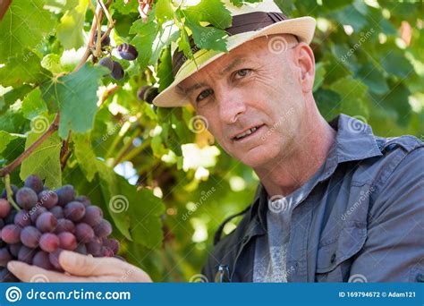 Hombre Viticultor Que Examina Uvas Foto De Archivo Imagen De Granjero