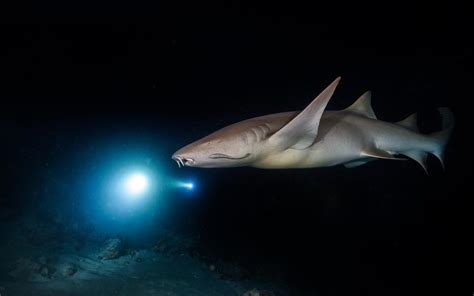 Sharks Use Earths Magnetic Fields To Guide Them Like A Map It