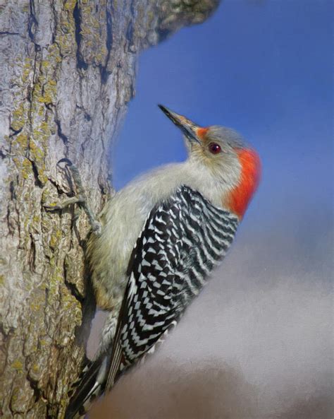 Female Red Bellied Woodpecker Photograph By Lana Trussell Fine Art