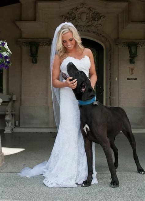 Nine Great Danes Who Love Weddings Great Dane Black Great Danes Dane