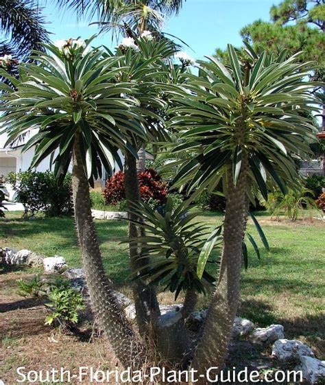 Palm Tree With Spikes On Trunk Palm Tree