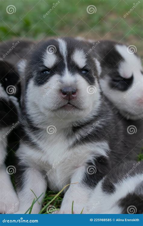 Chiots Husky Moelleux