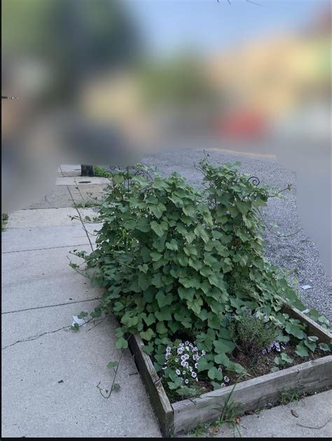 Sweet Potato Takeover R Gardening