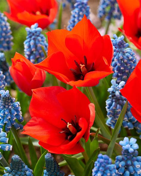 Tulpe Tulipa Red Hunter Bild Kaufen 13704142 Gartenbildagentur