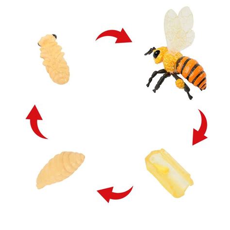 Lebenszyklus Modell Honigbiene 4 Tlg Gejo Service GmbH
