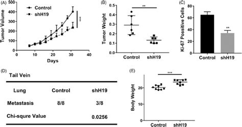 Lncrna H19 Promotes Nasopharyngeal Carcinoma Proliferation And