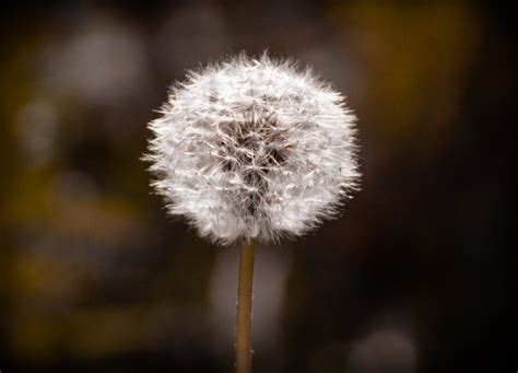 Pusteblume Alexander Schäfer Flickr