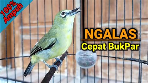 Pleci Ngalas Pancingan Pleci Cepat Buka Paruh YouTube